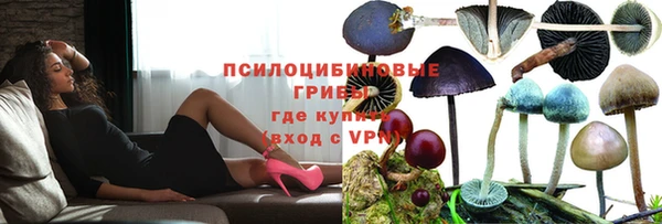 сатива Новокубанск
